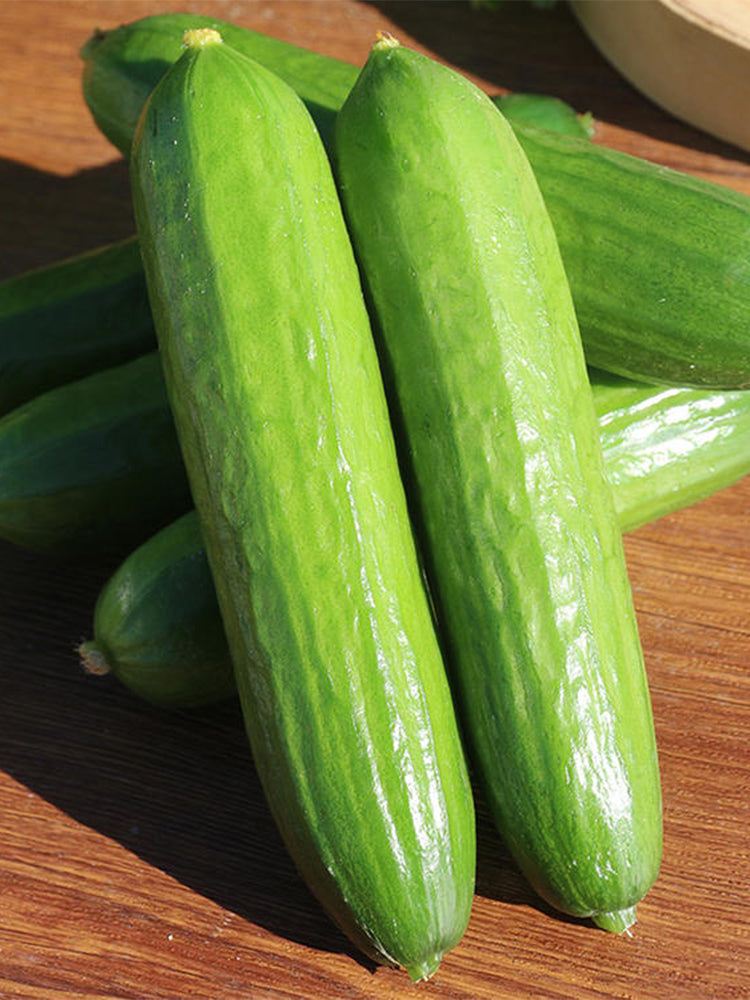 'Hemei 198' Mini Cucumber