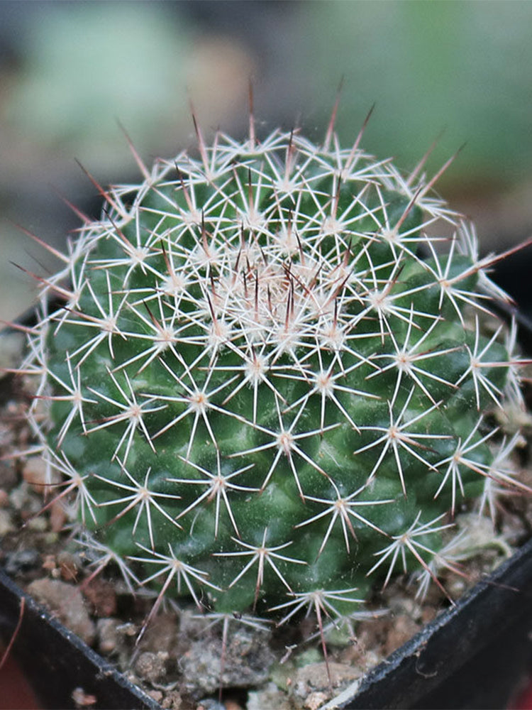 Mammillaria tayloriorum