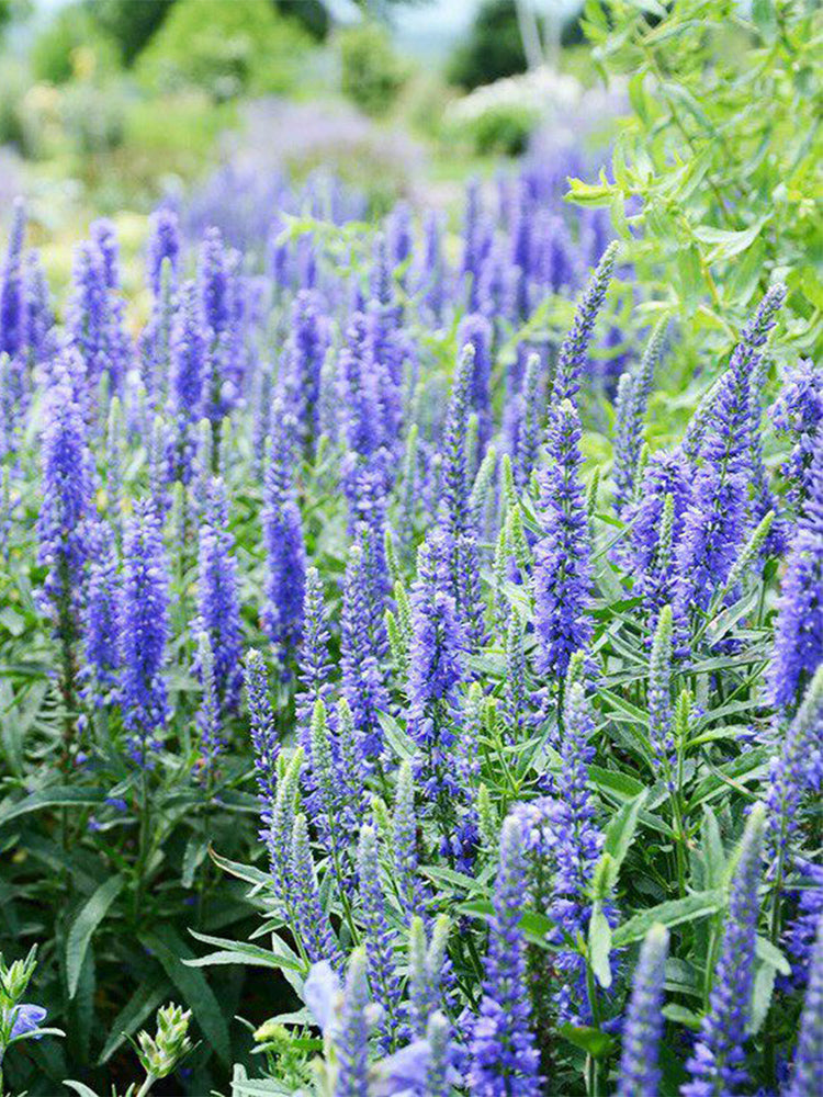 Hezhichun Spiked Speedwell
