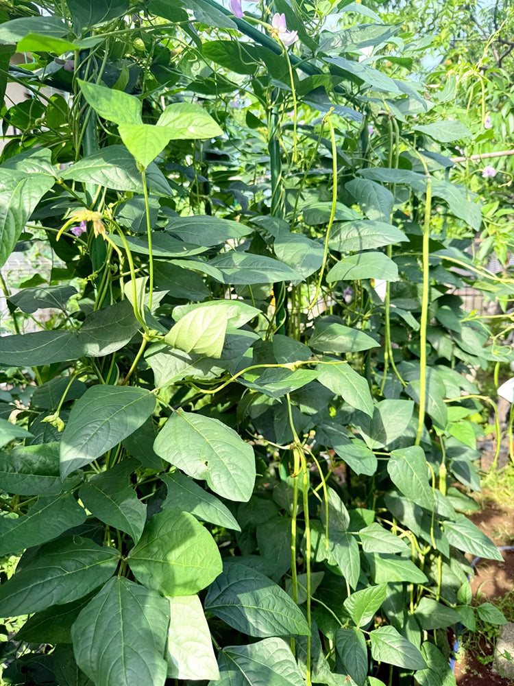 Long Dragon Cowpea