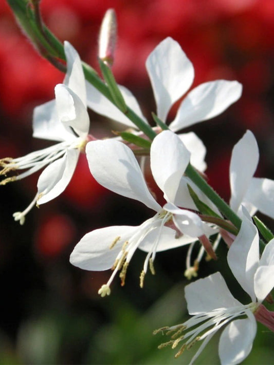 White Gaura (Gaura lindheimeri)