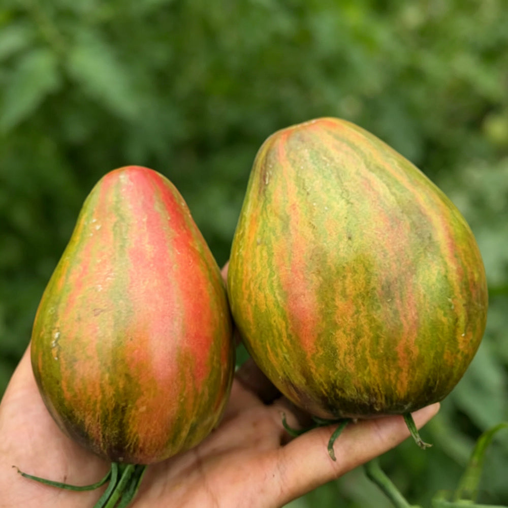 804 Emerald Caramel F6 Tomato