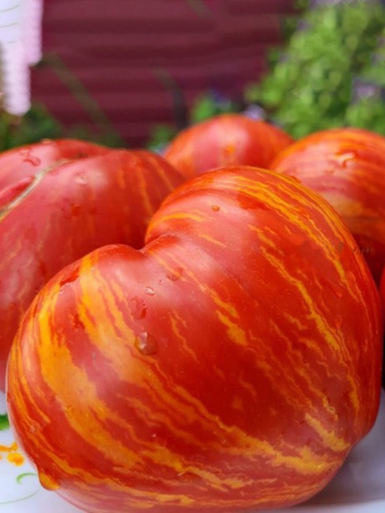 'Dwarf Stone Creek Heart' Tomato