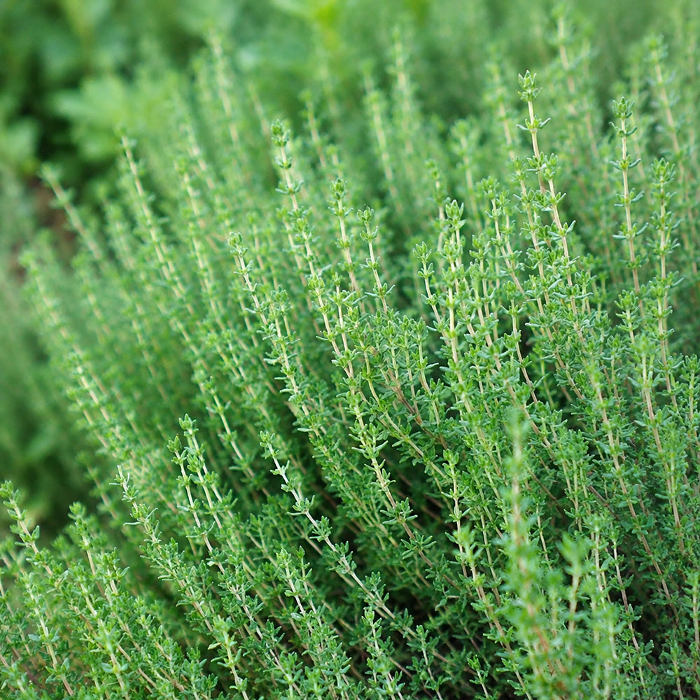 W1356 French Thyme