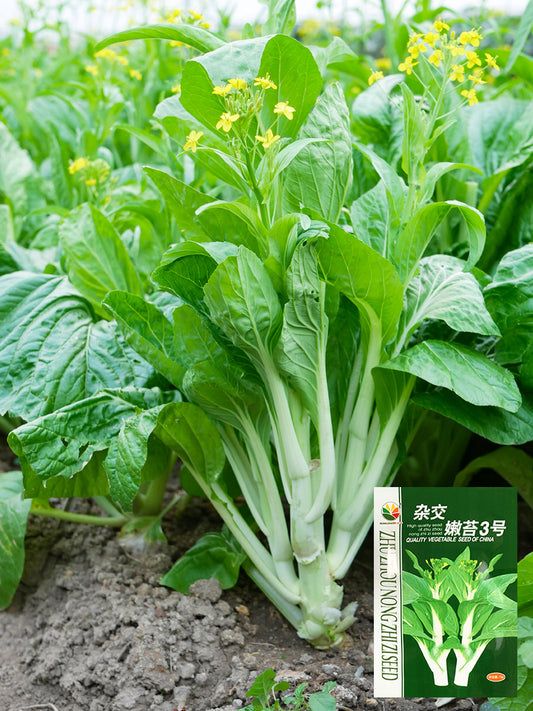 'Tender Sprout No.3' Choy Sum