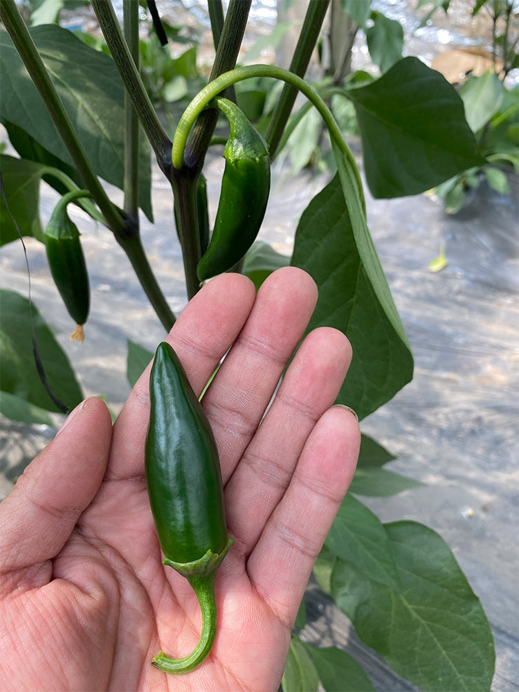 Heirloom Jalapeño Pepper