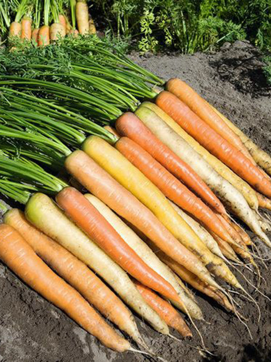Rainbow Carrot