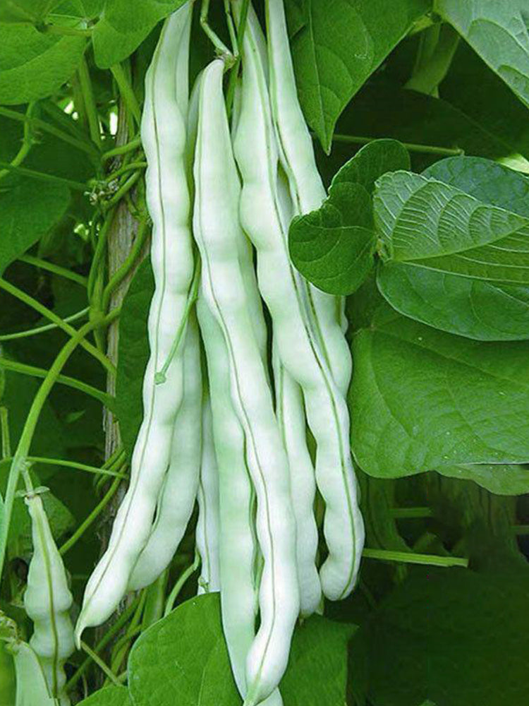 Baibulao White Kidney Beans