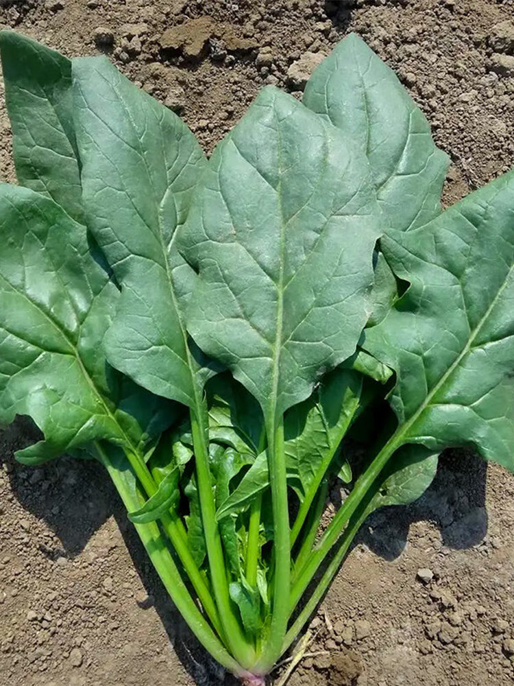 Japanese Large-Leaf Spinach