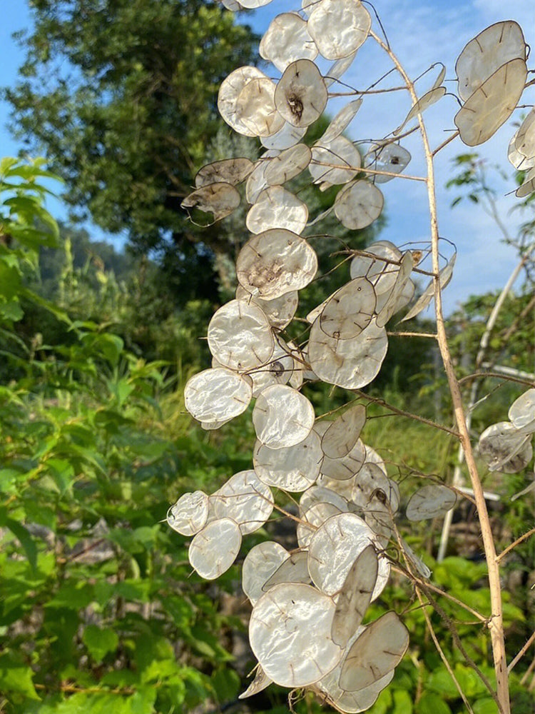 Silver Dollar Plant