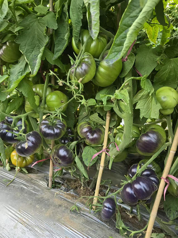 1025 Cosmic Trail F5 Tomato