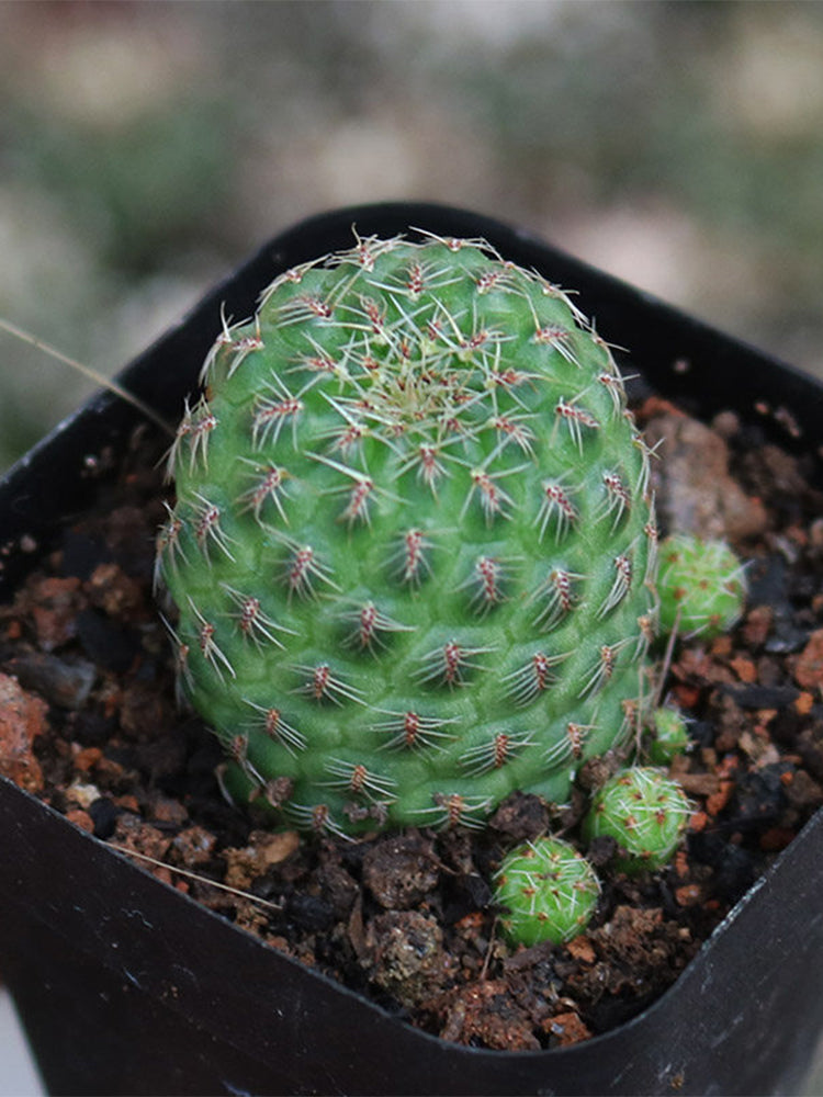 Aylostera 'Karel' Cactus
