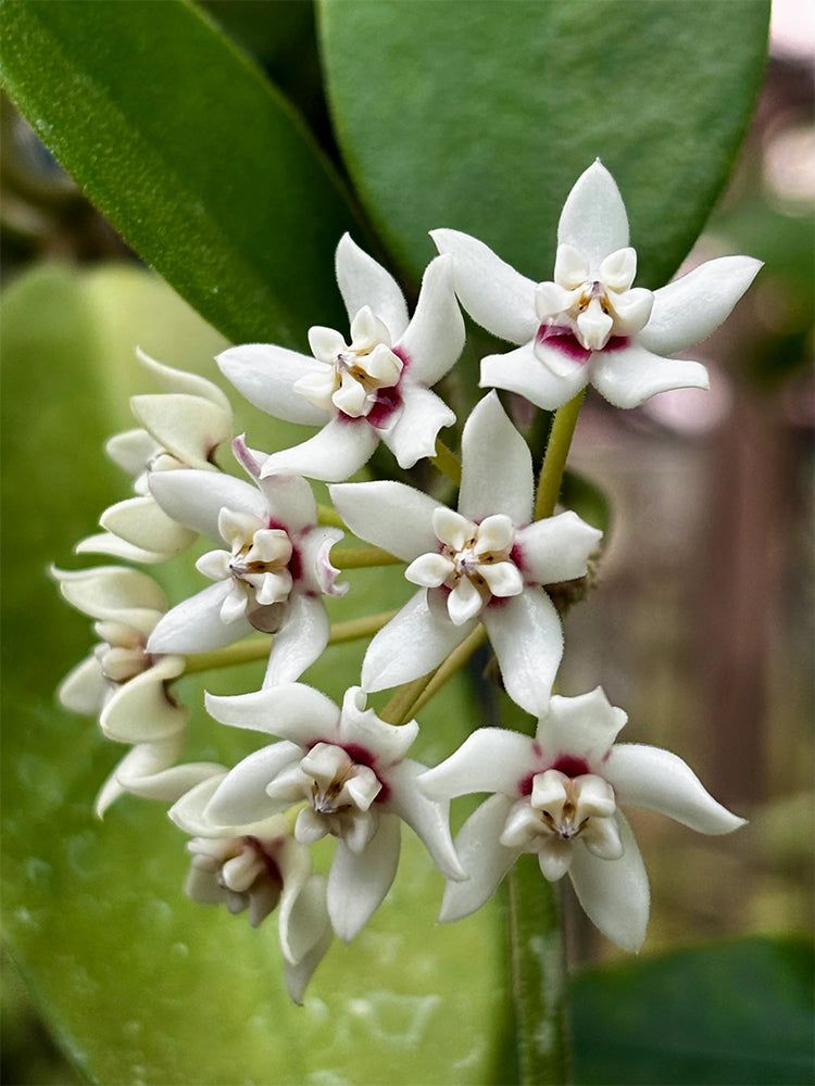 Hoya australis