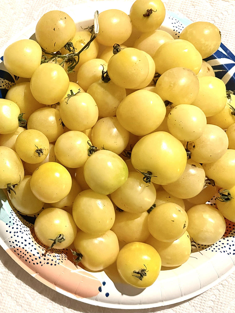 Italian Ice Cherry Tomato