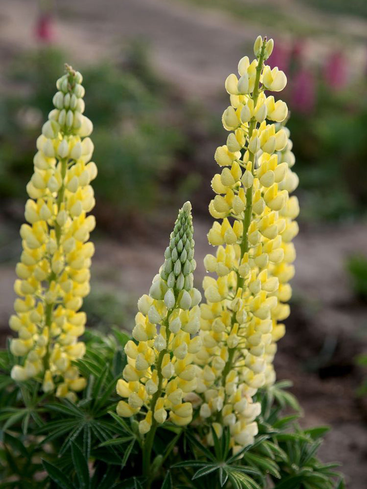 Yellow Lupin