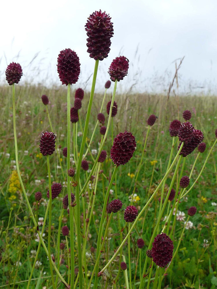 Great Burnet