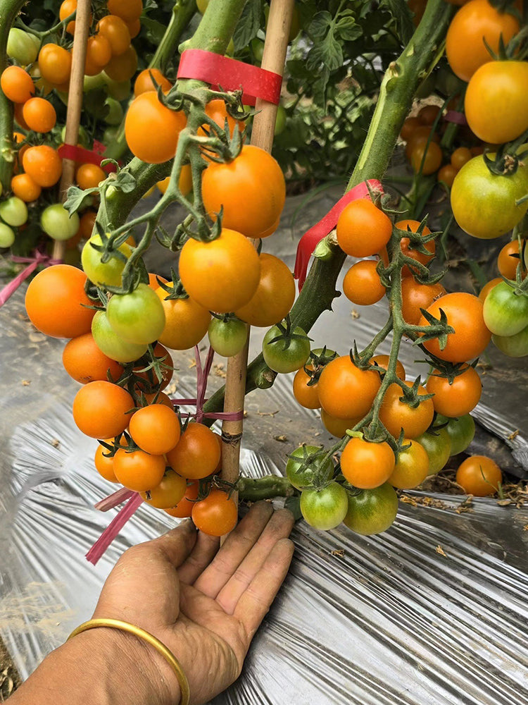 'Golden Amour' Tomato