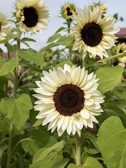 'White Lover' Sunflower