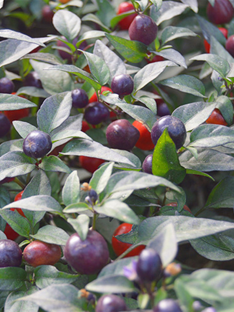 Pearl Multicolor Pepper (Capsicum annuum)