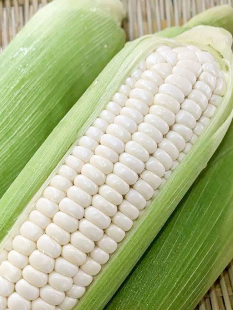 Jingbai Sweet-Waxy 968 Corn