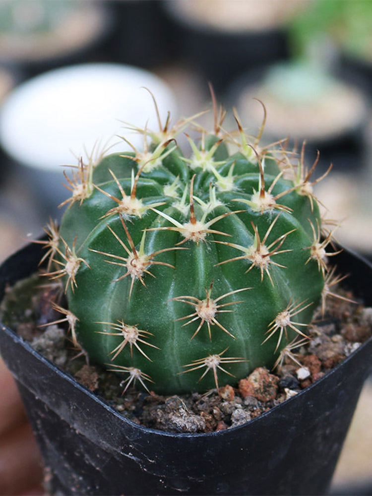 Echinopsis obrepanda