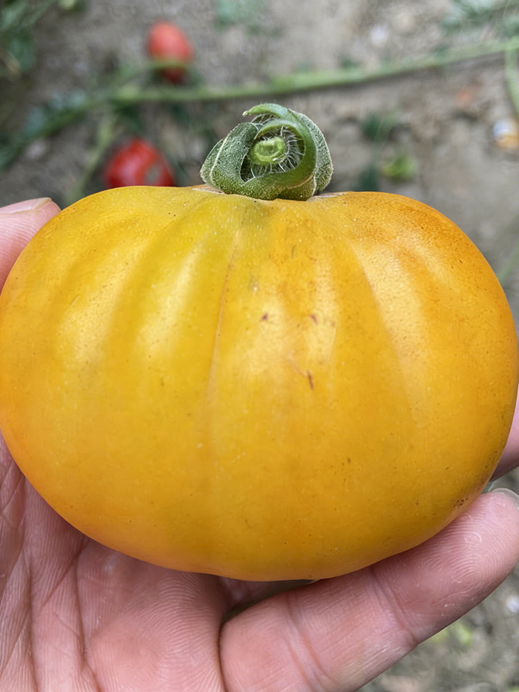 Sand-Rind Big Yellow Tomato