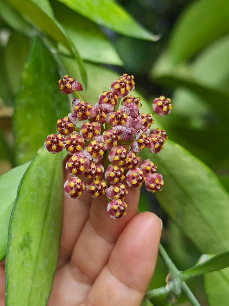 Hoya inconspicua Unrooted Stem Cuttings