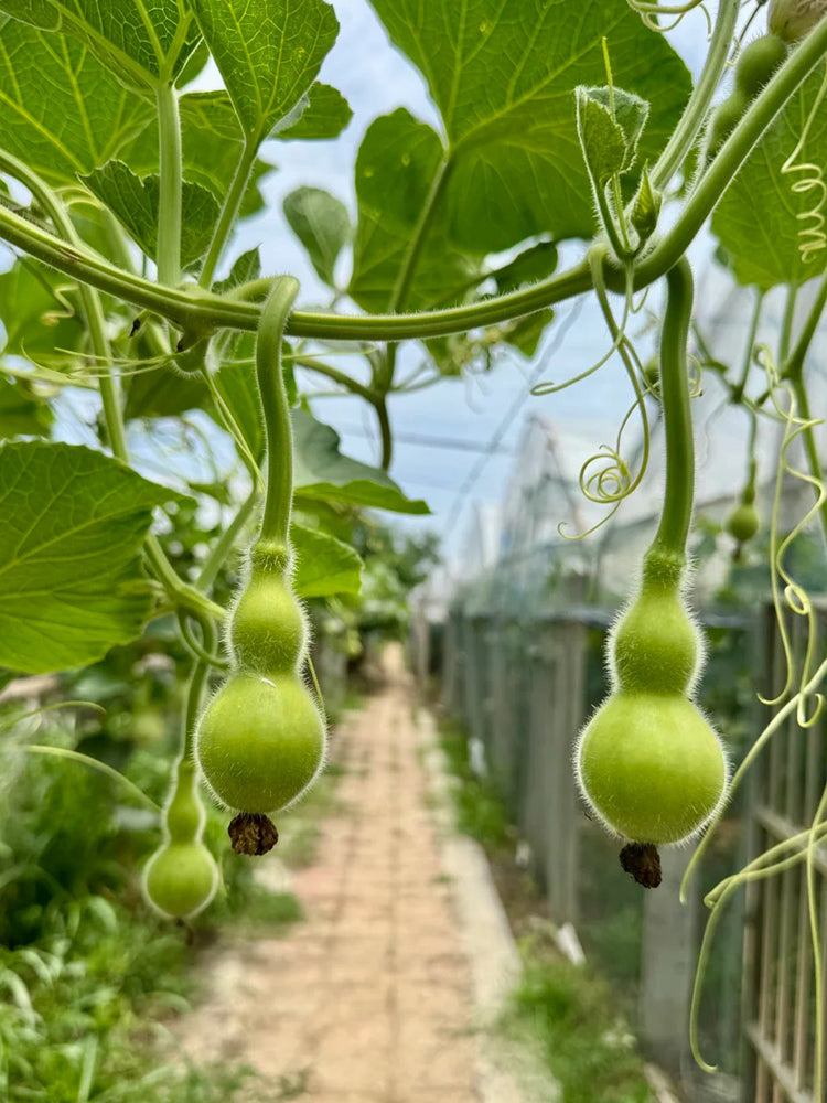 Giant Birdhouse Gourd