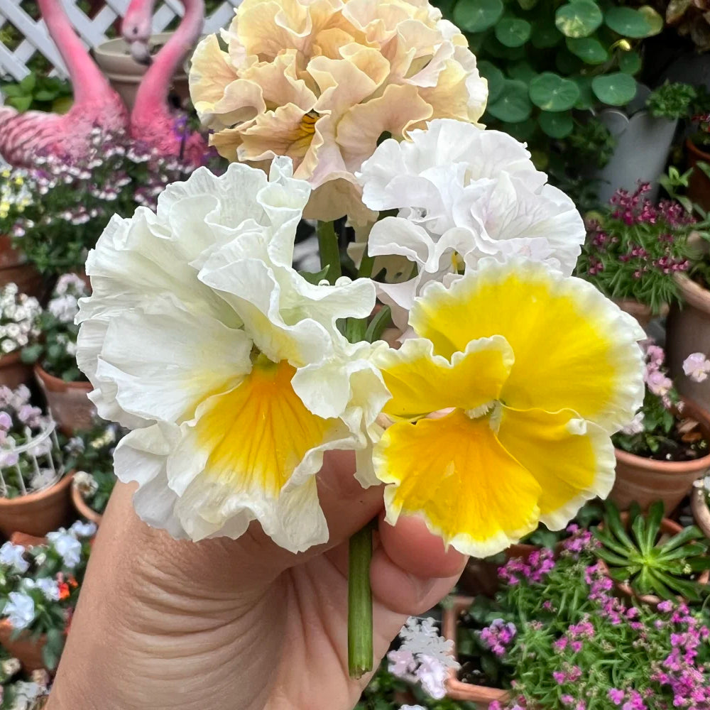 U2334 Da Danta Ruffled Viola