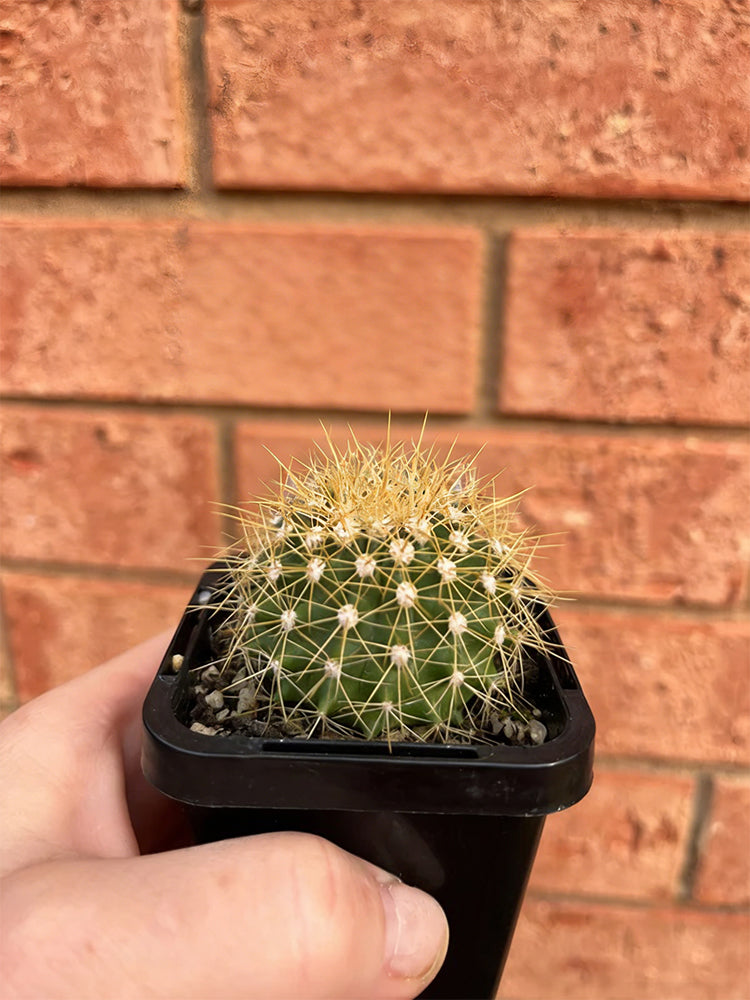 Ferocactus schwarzii