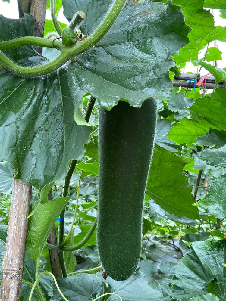 Black Skin Winter Melon