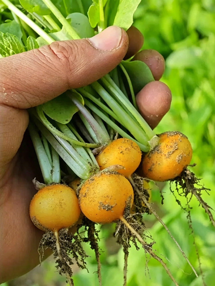 Yellow Cherry Radish