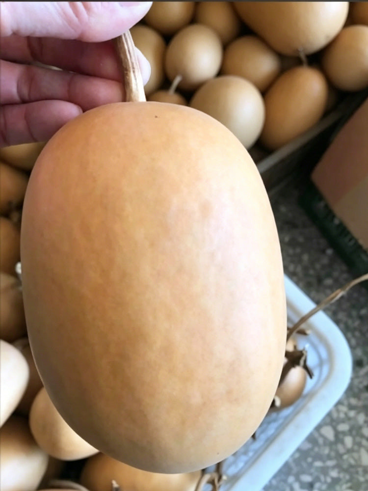 'Little Winter Melon' Gourd