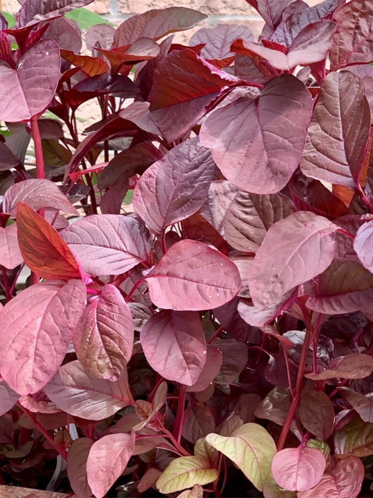 Red Round Leaf Amaranth