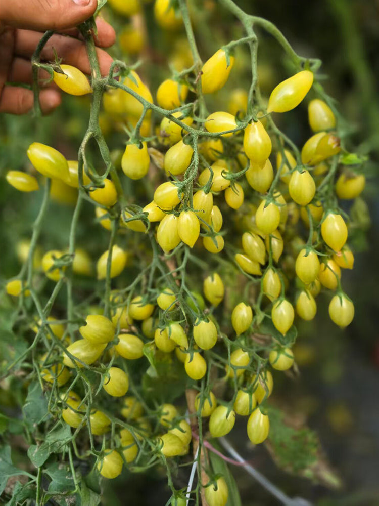 2025 Sweet Brush F5 Tomato