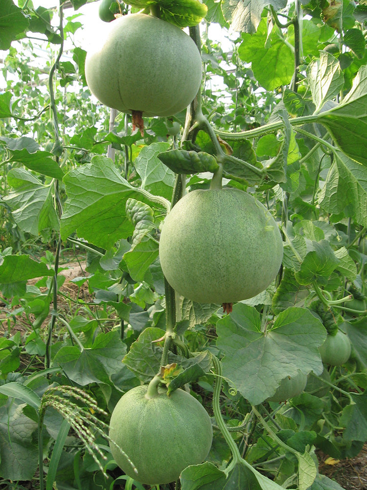 Xin Meiyu F1 Melon