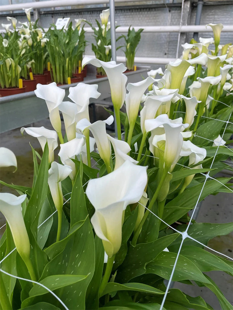 'White Art' Calla Lily