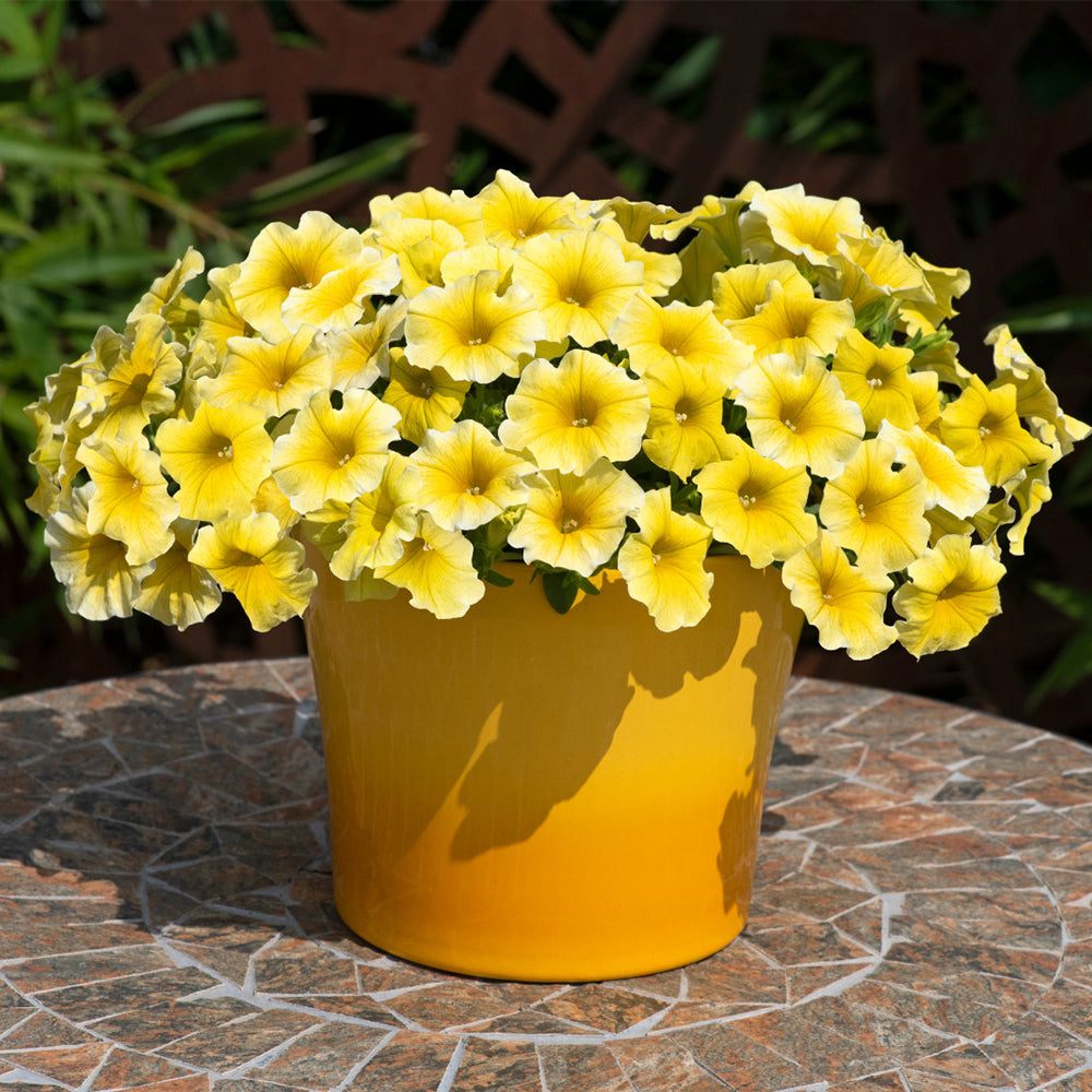 U2332 Caliburst Yellow F1 Petchoa