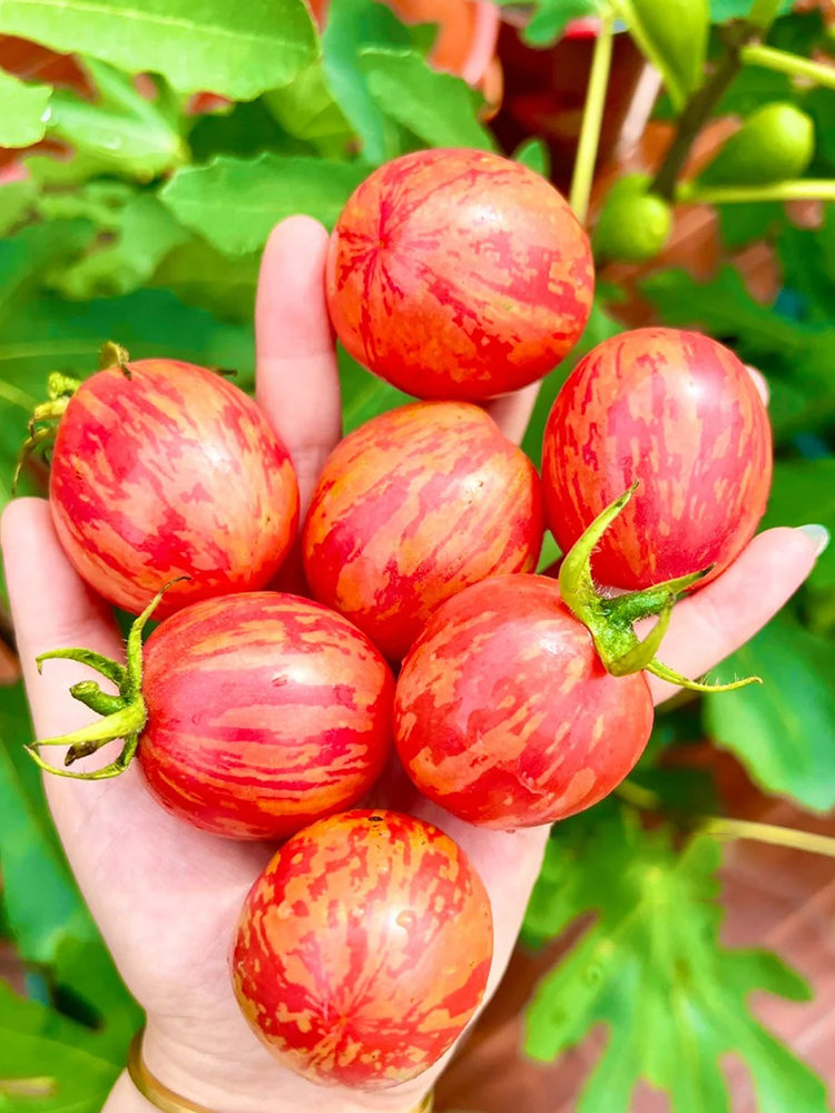 Colorful Roman Fruit Tomato