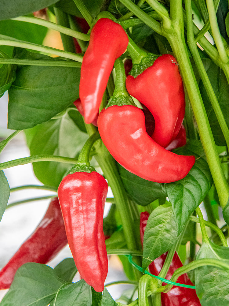 Syrian Has Goli Hot Pepper