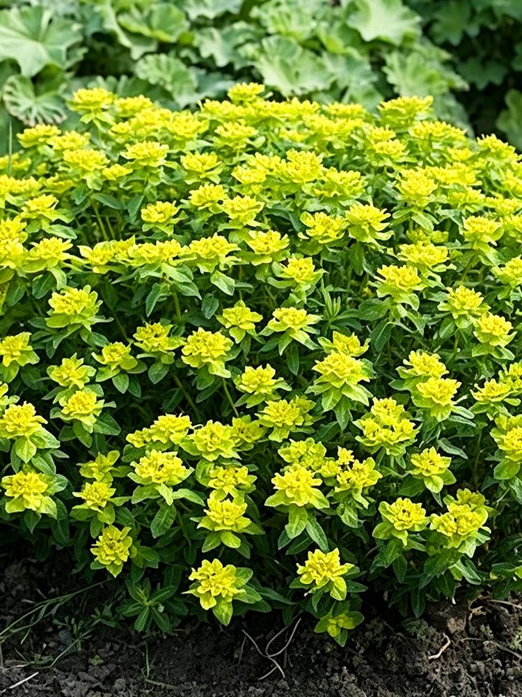 Cushion Spurge