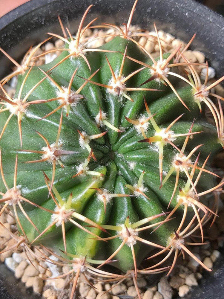 Echinopsis obrepanda