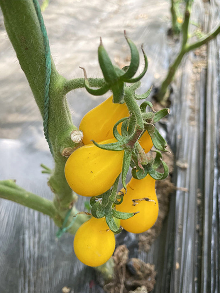 Yellow Pear Cherry Tomato