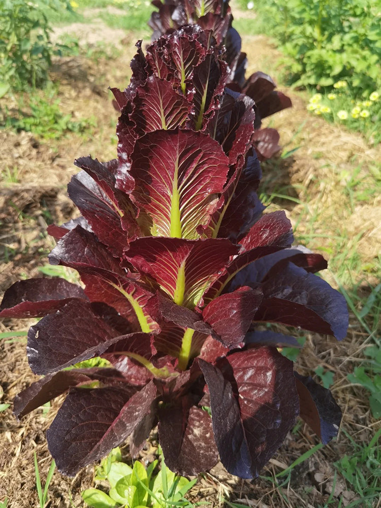 'Creamy Peacock' Lettuce