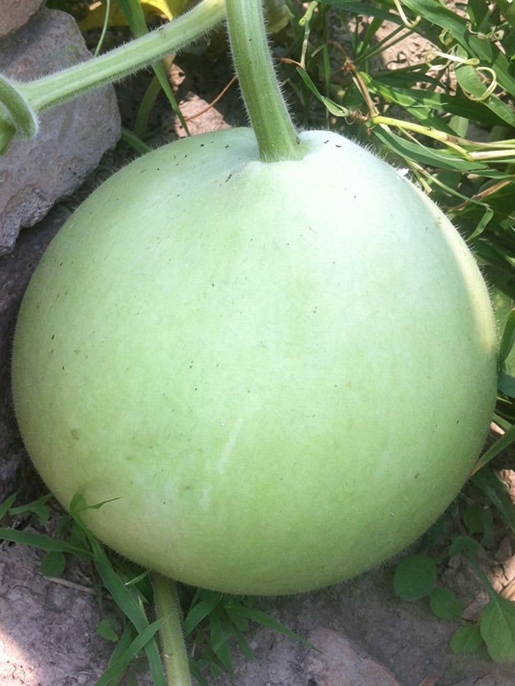 Edible Bottle Gourd