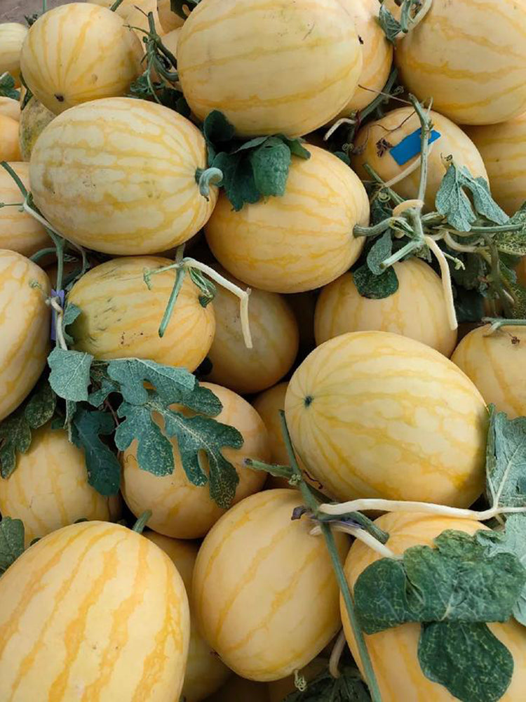'Golden No.3' Watermelon Hybrid