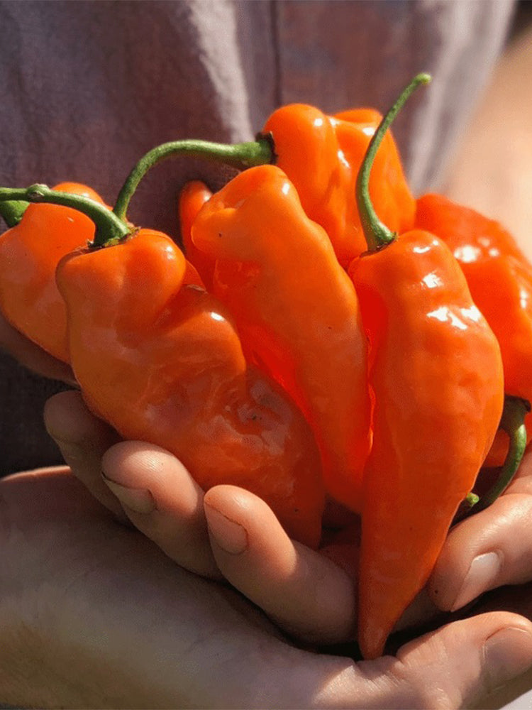 Habanada Sweet Pepper