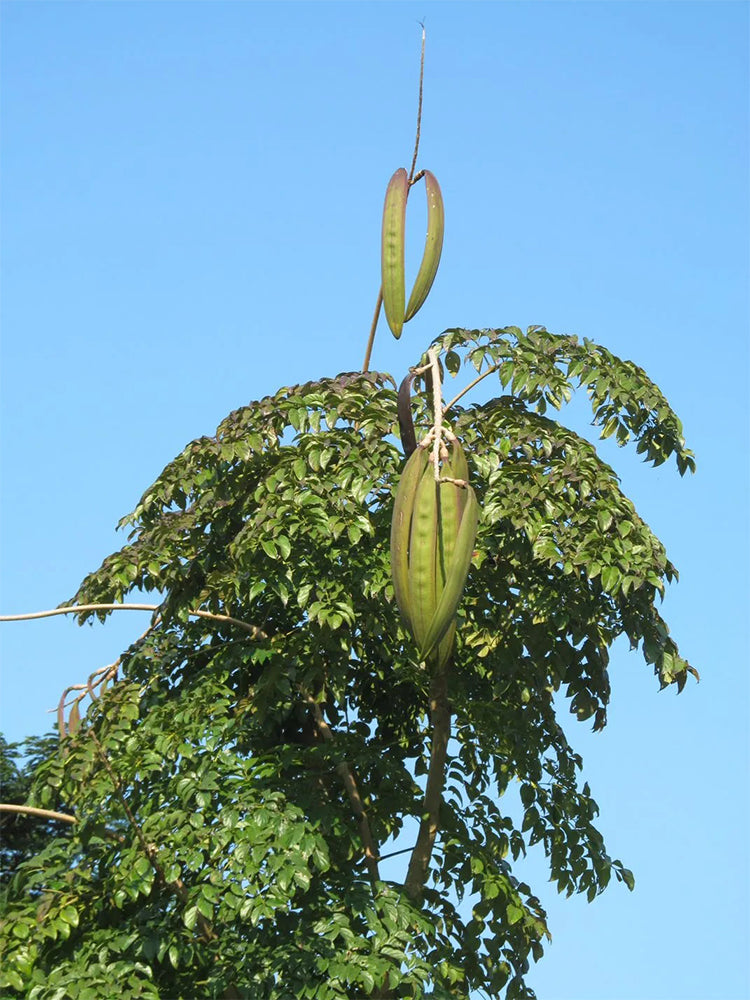 Oroxylum indicum