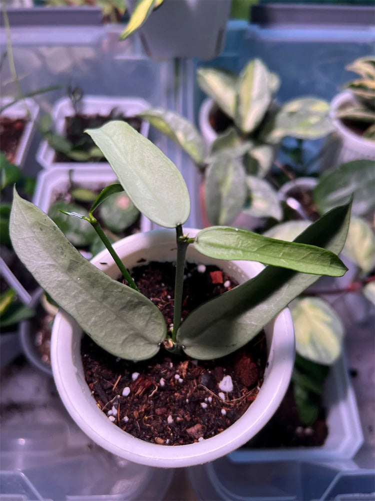 Hoya pandurata Silver Unrooted Stem Cuttings