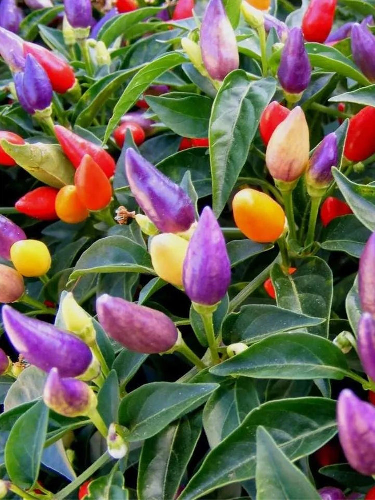 Ornamental Peppers (Capsicum annuum)